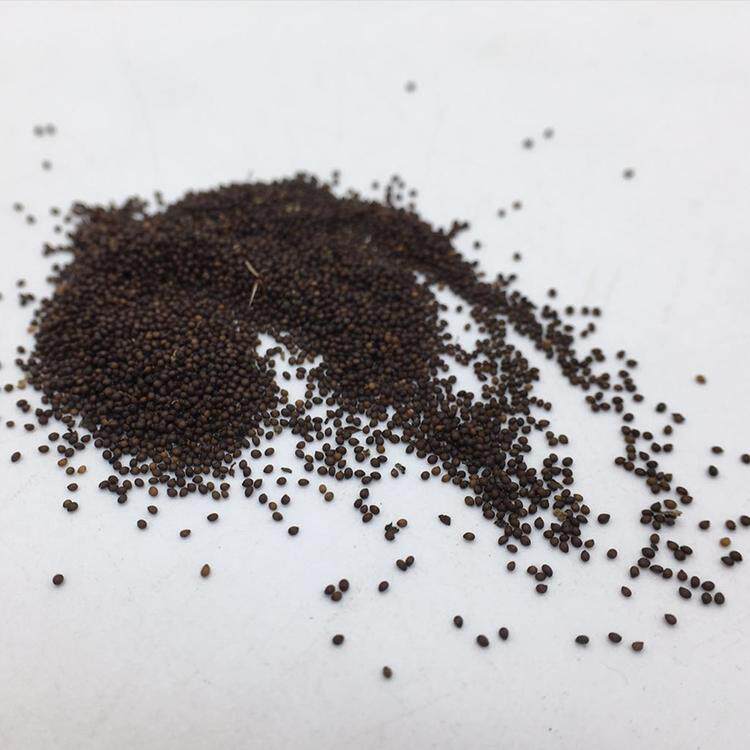 秒杀蛤蟆草种子癞蛤蟆草籽荔枝草籽1包几百粒散装散装农产品盆栽