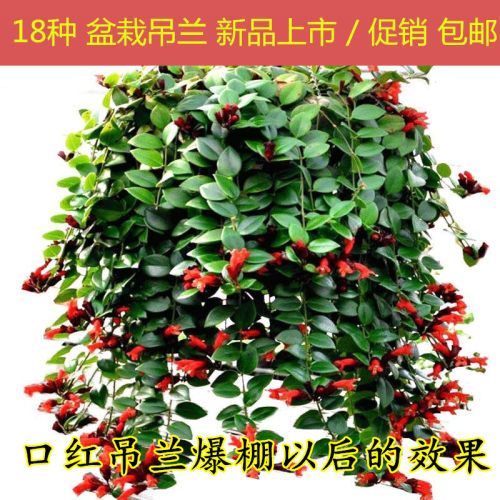 口红吊兰植物室内常春藤绿萝盆栽金鱼金边金心吊兰绿植紫玄月