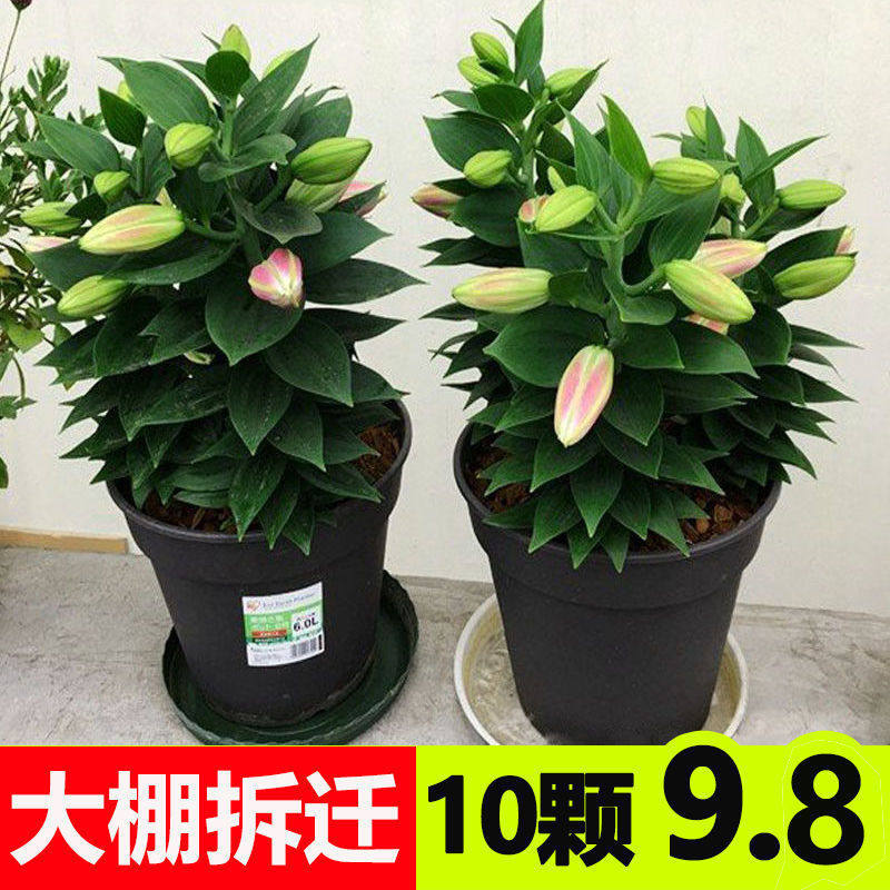 香水百合种球耐寒四季盆栽阳台花卉绿植种子百合花种球直径3-4cm