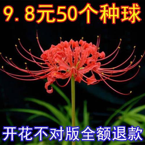 彼岸花春秋种曼珠沙华盆栽