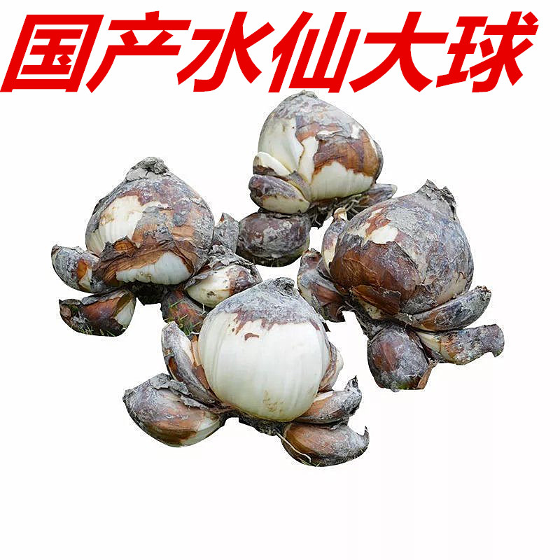 国产水仙花种球四季水仙花种球