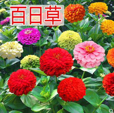 重瓣百日种籽四季室外易活格桑花