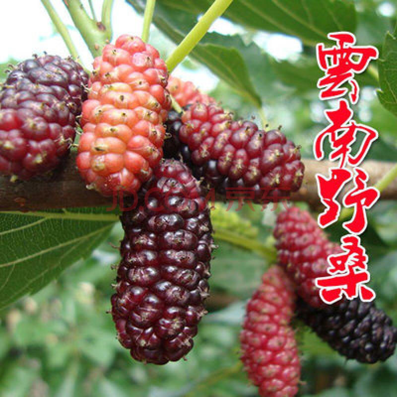 无籽大十桑葚苗嫁接台湾长果桑葚树苗果桑苗四季占地果苗果树盆栽