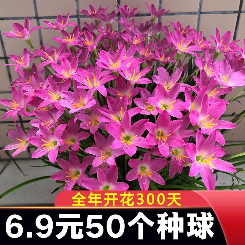 四季重瓣风雨兰种球胖丽丽葱兰韭兰绿化庭院阳台盆栽花卉开花植物