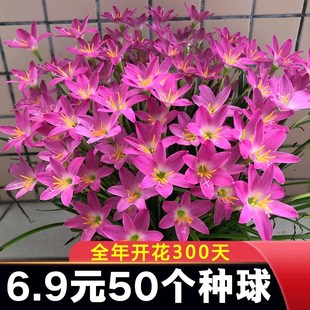 四季重瓣风雨兰种球胖丽丽葱兰韭兰绿化庭院阳台盆栽花卉开花植物