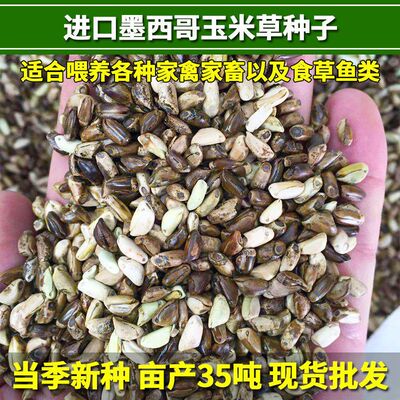 玉米草四季牧草苏丹草喂牛羊草籽