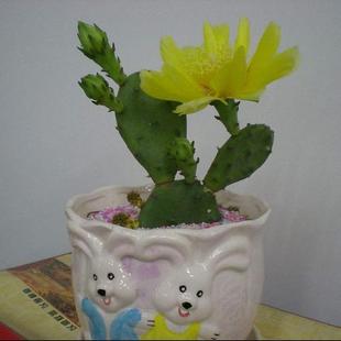 开花黄大刺仙人掌盆栽 嫁接蟹爪兰花苗 叶片三角柱令箭荷花嫁接苗