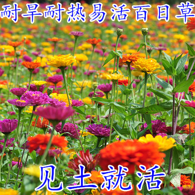百日七彩重瓣菊花籽四季易活种子