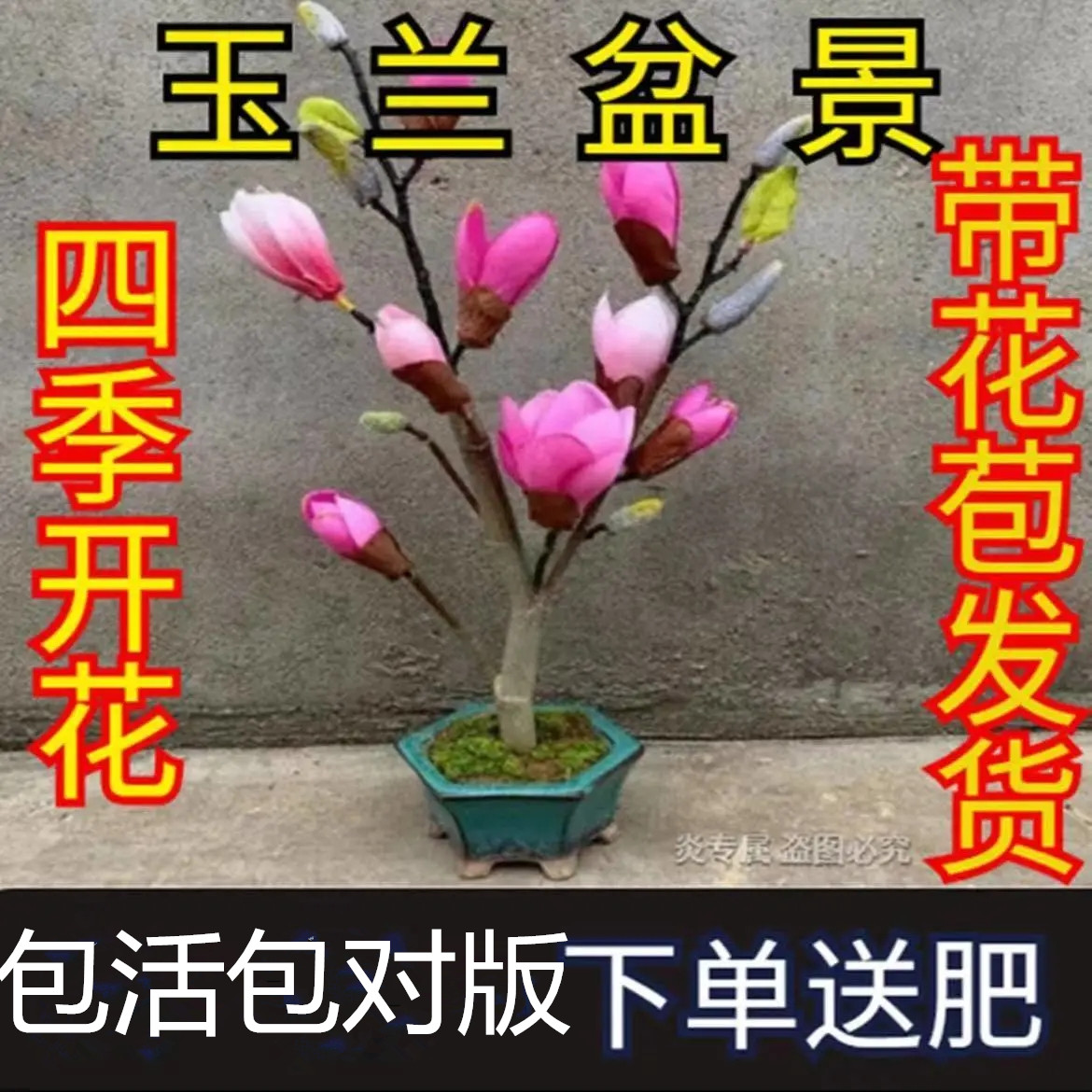 矮化玉兰树苗盆地栽盆景白红紫玉兰花苗别墅阳台庭院花卉植物易活