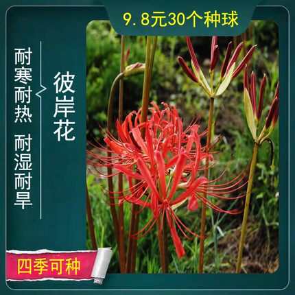 盆栽植物彼岸花种球盆栽耐寒曼珠沙华种球石蒜花种球花卉春秋播种