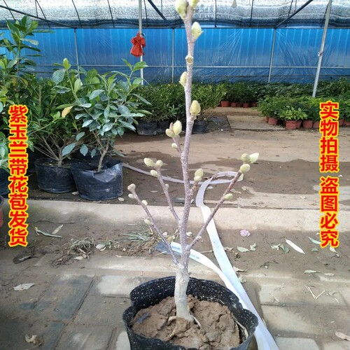 矮化盆栽紫玉兰花苗耐寒花卉
