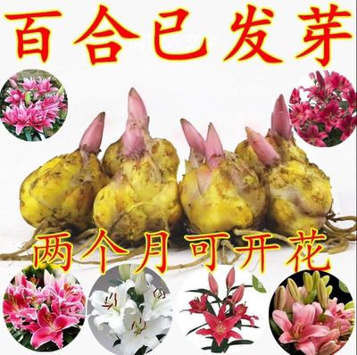盆栽花卉百合带芽发货百合种球