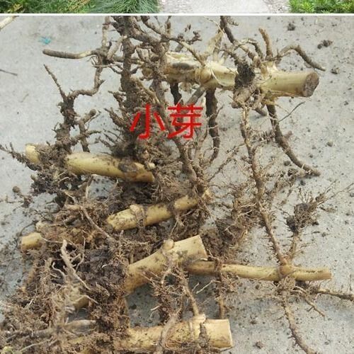 竹根苗10根现挖青竹根庭院竹子根苗盆栽盆景竹根好成活送肥料毛竹