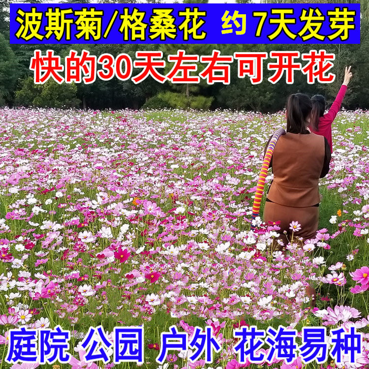 波斯菊种子庭院野花组合