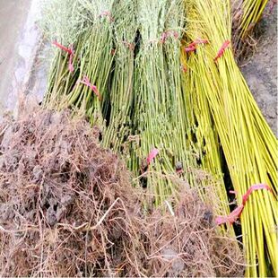 垂柳树苗金蝉养殖树苗金丝柳垂柳树苗植物竹柳直柳耐涝不怕水树苗