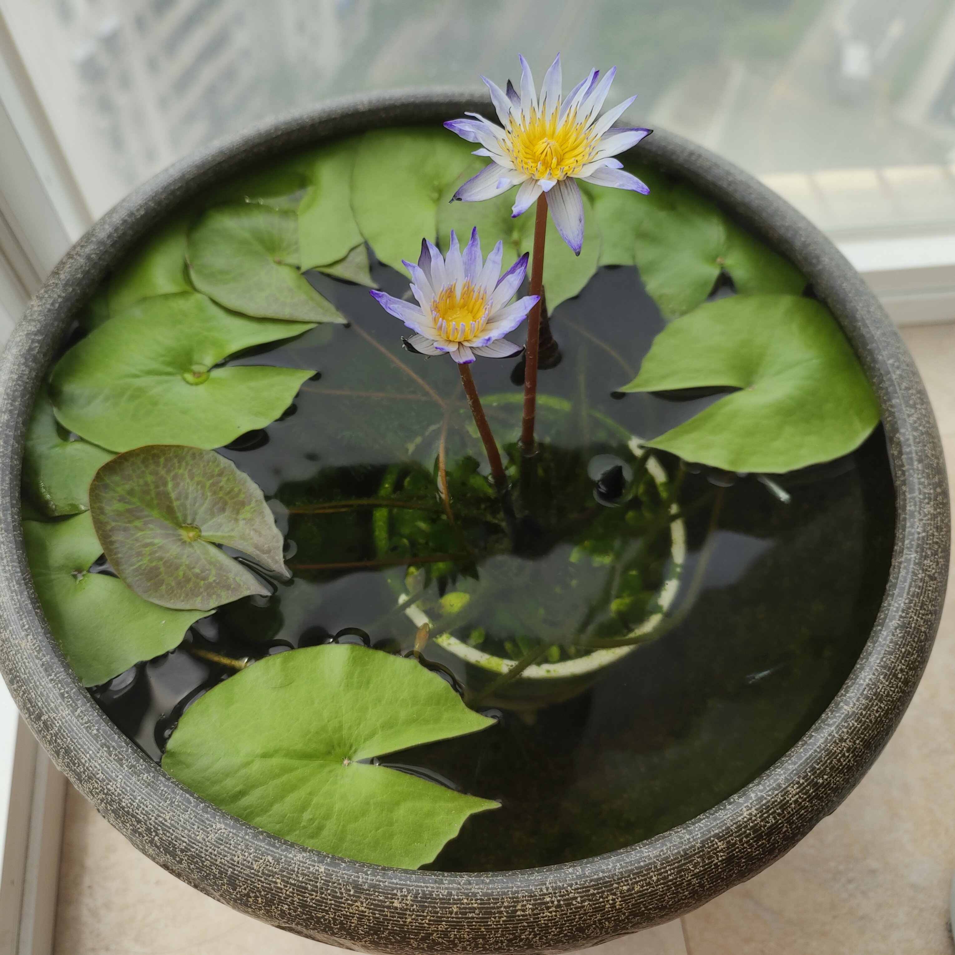 池塘水池大睡莲根块水培植物四季水养莲花盆栽花卉荷花睡莲花根茎