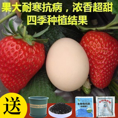 草莓种子四季结果好养易活室内外阳台蔬菜水果盆栽植物花种子籽子