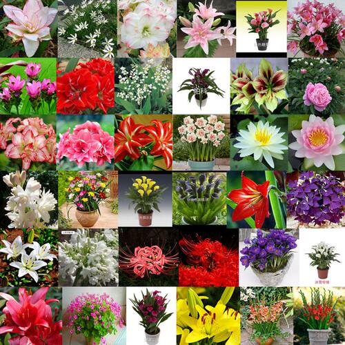 花卉种球百合风信子香雪兰