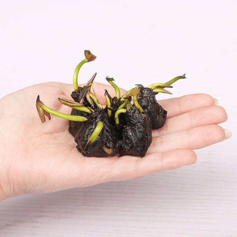 盆栽阳台迷你睡莲花块根花苗易活绿植水生花卉水养水培一件10颗