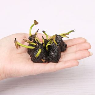 盆栽阳台迷你睡莲花块根花苗易活绿植水生花卉水养水培一件10颗
