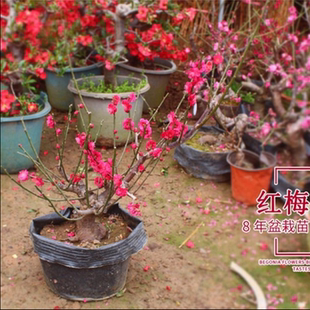 梅花树苗 嫁接庭院盆景骨里红红梅绿梅美人梅腊梅树桩盆栽树苗