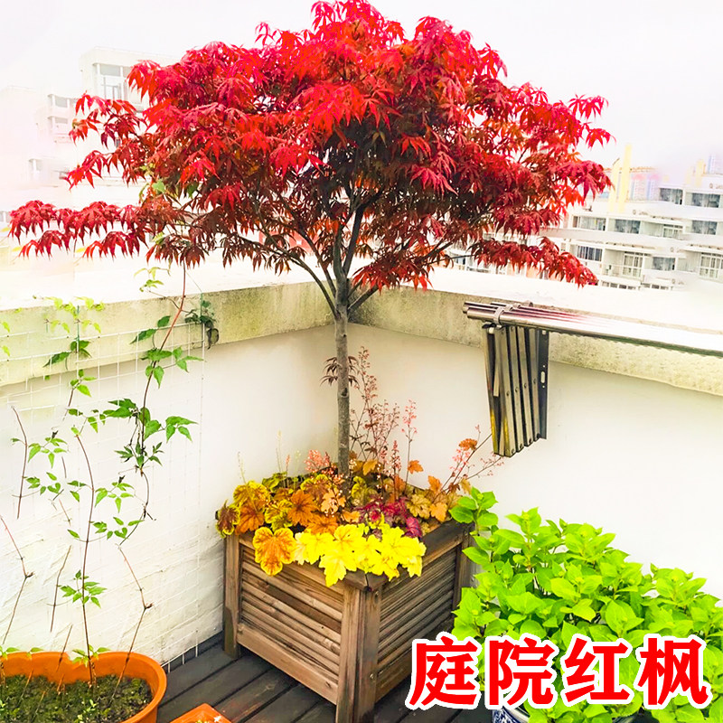 红枫树苗中国三季红日本红枫红舞姬庭院别墅四季红盆栽地栽红枫树