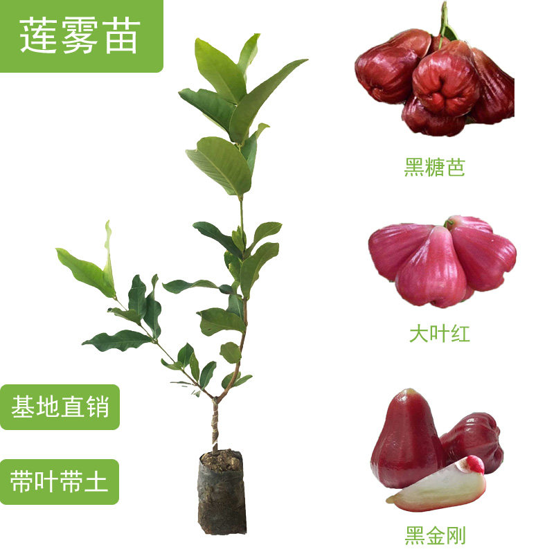 黑金刚大叶红莲雾苗当年结果四季嫁接黑糖芭比果树苗庭院盆栽包邮