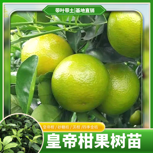 皇帝柑果树苗金葵砂糖桔苗四季金桔091无核沃柑苗盆地栽当年结果