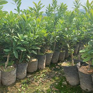 两年半仙居杨梅苗东魁黑炭杨梅嫁接苖南北方种植果树易种活好管理