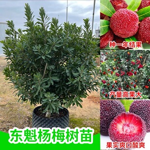 六年仙居杨梅苗】东魁黑炭杨梅嫁接苖南北方种植果树易种活好管理