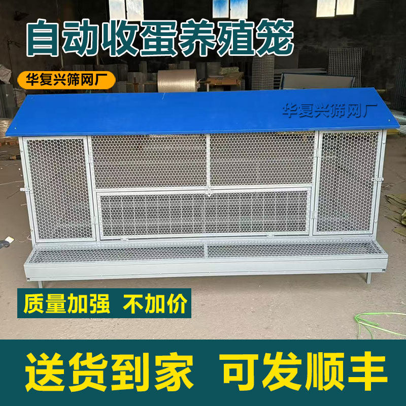 自动收蛋养殖笼新型养殖鸡笼子鸡鸭鹅鸽兔自动清粪铁笼防雨鸡舍窝
