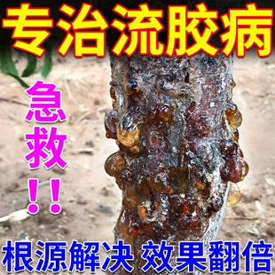 桃树流胶病专用药果树杏树李柚子樱桃树流胶一喷净疮痂病穿孔杀菌