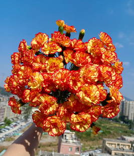 卡林波多丁 不包邮