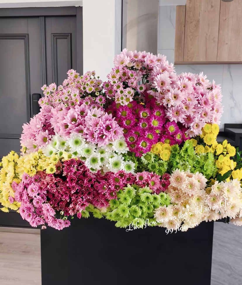 混色小菊(随机4~8个色)不包邮