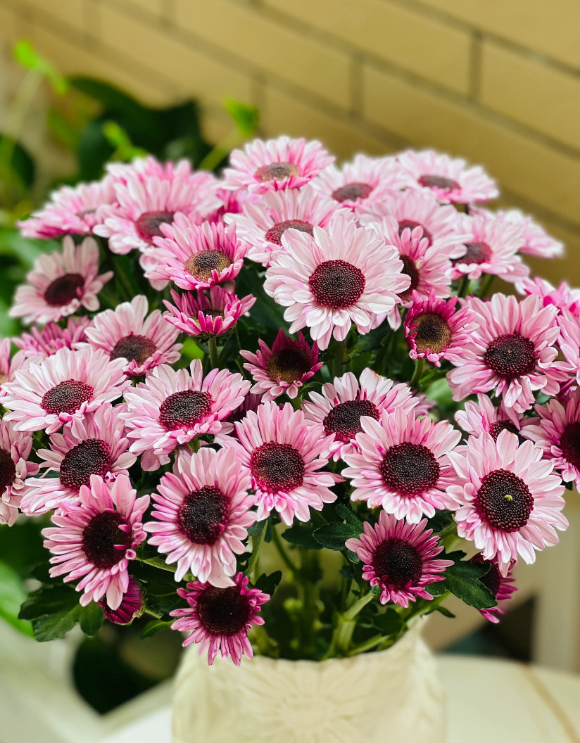 大红帽 不包邮,鲜花速递/花卉仿真/绿植园艺,花材,淘宝优惠券,粉丝福利购,淘宝优惠卷