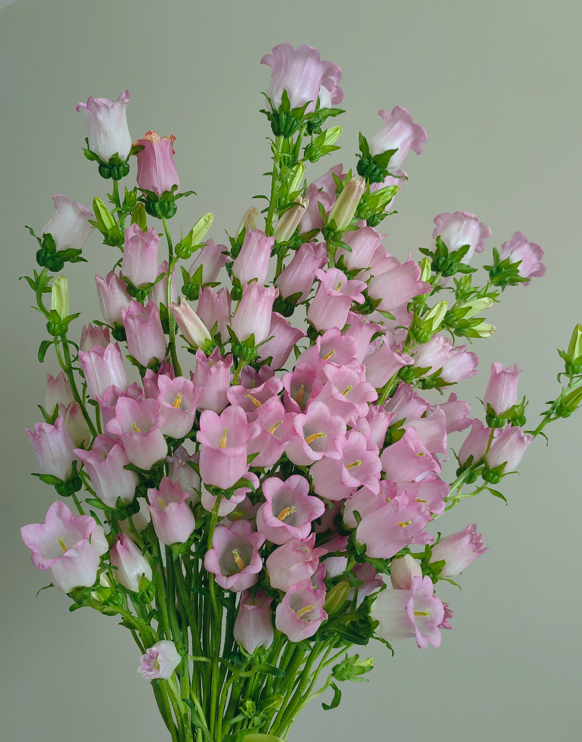 粉色风铃 不包邮,鲜花速递/花卉仿真/绿植园艺,花材,淘宝优惠券,粉丝福利购,淘宝优惠卷