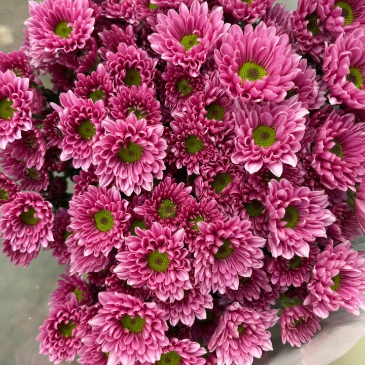 柔情粉 不包邮,鲜花速递/花卉仿真/绿植园艺,花材,淘宝优惠券,粉丝福利购,淘宝优惠卷