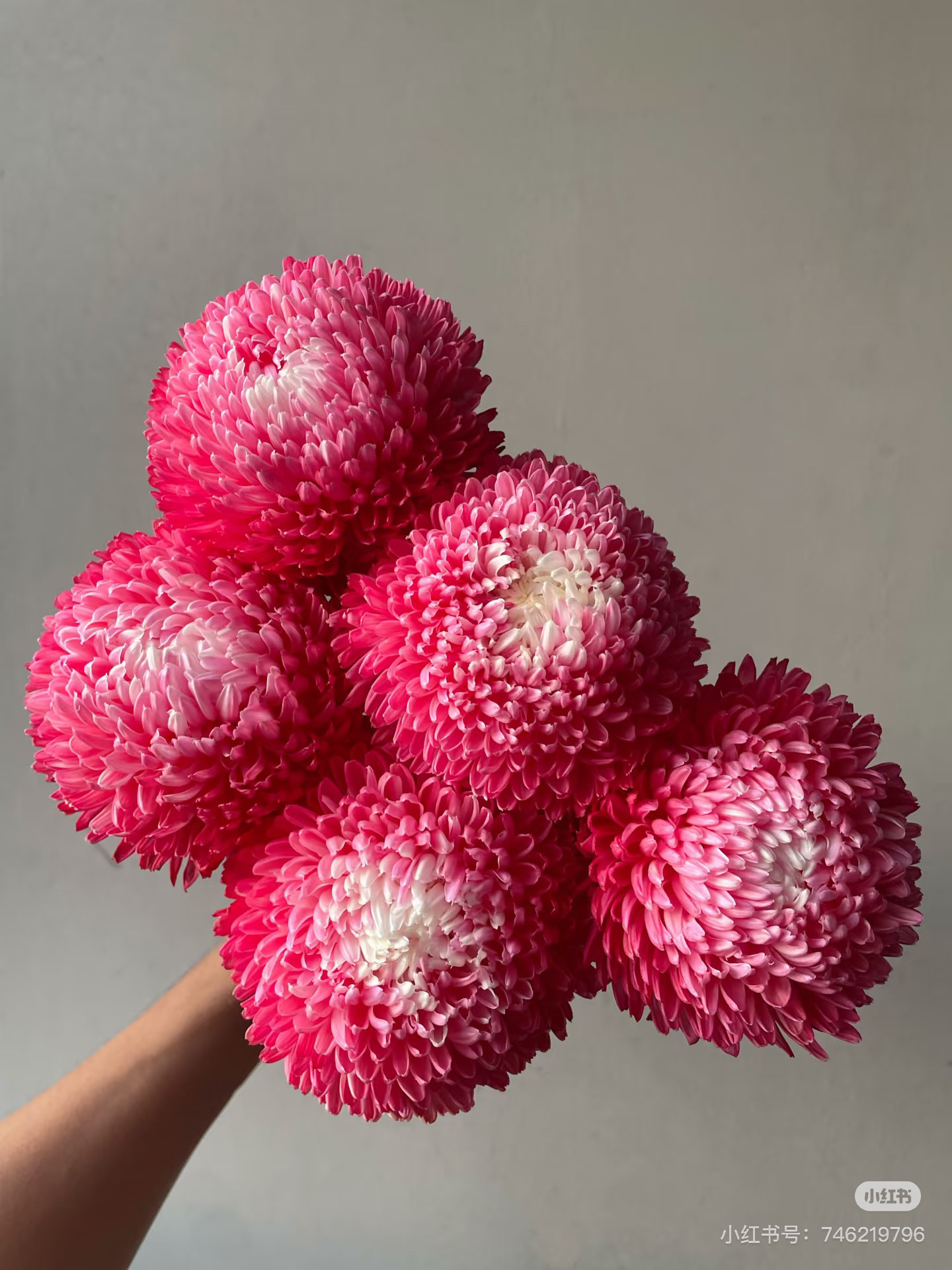 鲑鱼粉牡丹菊 不包邮