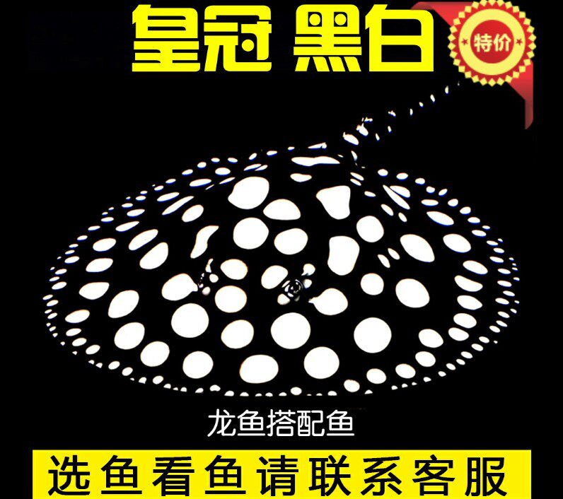 魟鱼皇冠魟观赏鱼珍珠魟活体