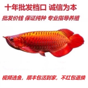 印尼纯血大湖红龙鱼超血辣椒幼鱼苗水族大型龙鱼观赏鱼风水鱼活体
