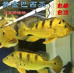 黄金 短身巴西亚 鱼蓝帆 帝王鱼