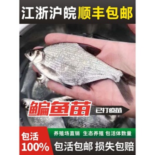 鳊鱼苗武昌鱼苗三角边三角鲂鱼苗鳊鱼杂交扁鱼团头鲂养殖淡水鱼苗