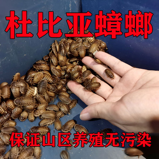包邮一斤杜比亚蟑螂成体昆虫活虫龙鱼活体饲料蜥蜴