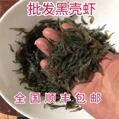 草缸除藻虾黑壳虾活体鱼缸杂质清洁淡水观赏虾水族箱水草缸工具虾