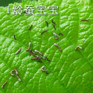 蚕宝宝包邮活蚕小蚕1龄蚕2龄3龄4龄送新鲜桑叶邮寄包活活体蚕宝宝