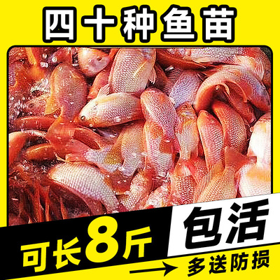 精品红罗非鱼苗豹纹红罗非鱼苗珍珠腊罗非鱼苗淡水养殖鱼苗全
