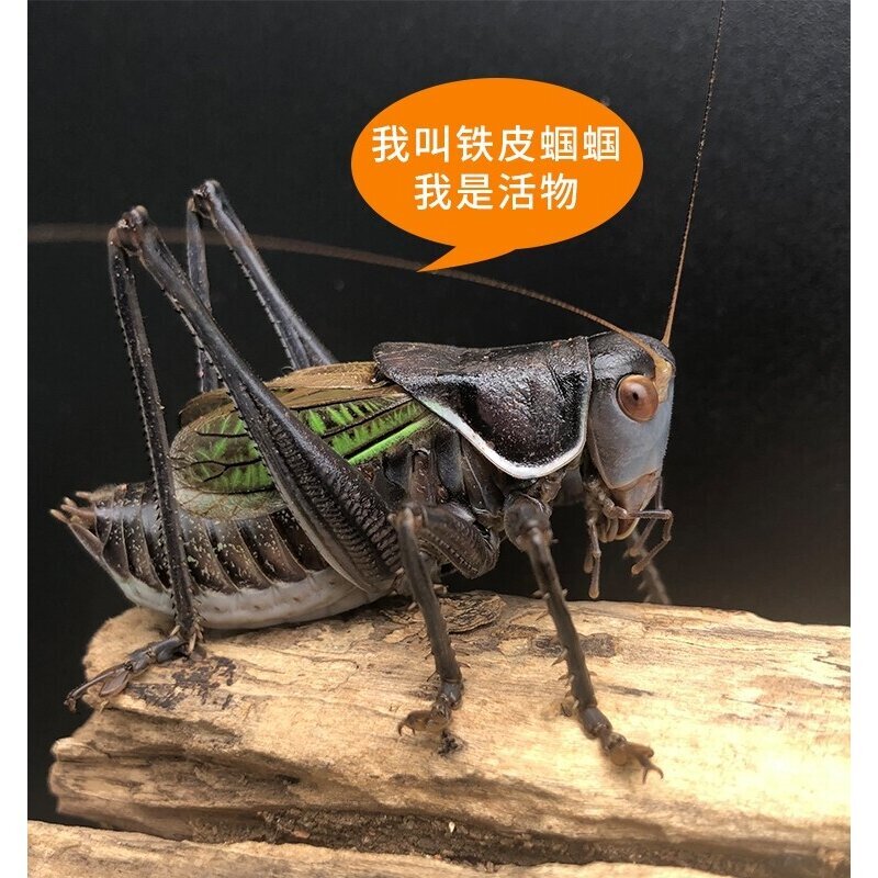 顺丰包邮春蝈蝈活虫超大新脱铁皮山青翠绿郝建伟蝈蝈饲料活体鸣虫图片