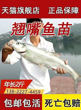 翘嘴鱼苗米级翘嘴红鲌正宗大白刁翘壳鱼水花淡水养殖饲料批活鱼苗