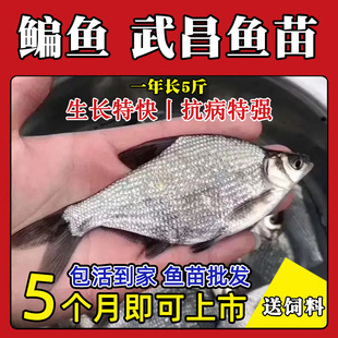 武昌鱼苗淡水养殖食用扁鱼苗活体三角鲂团头鲂边鱼苗超好养鳊鱼苗