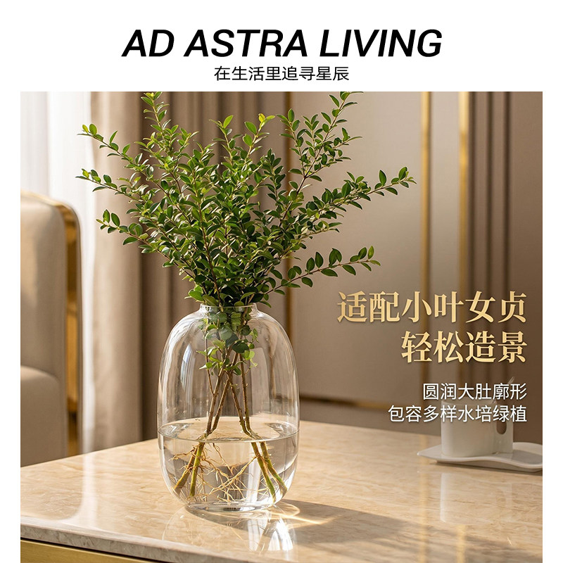 AD·ASTRA·小叶女贞玻璃花瓶图片